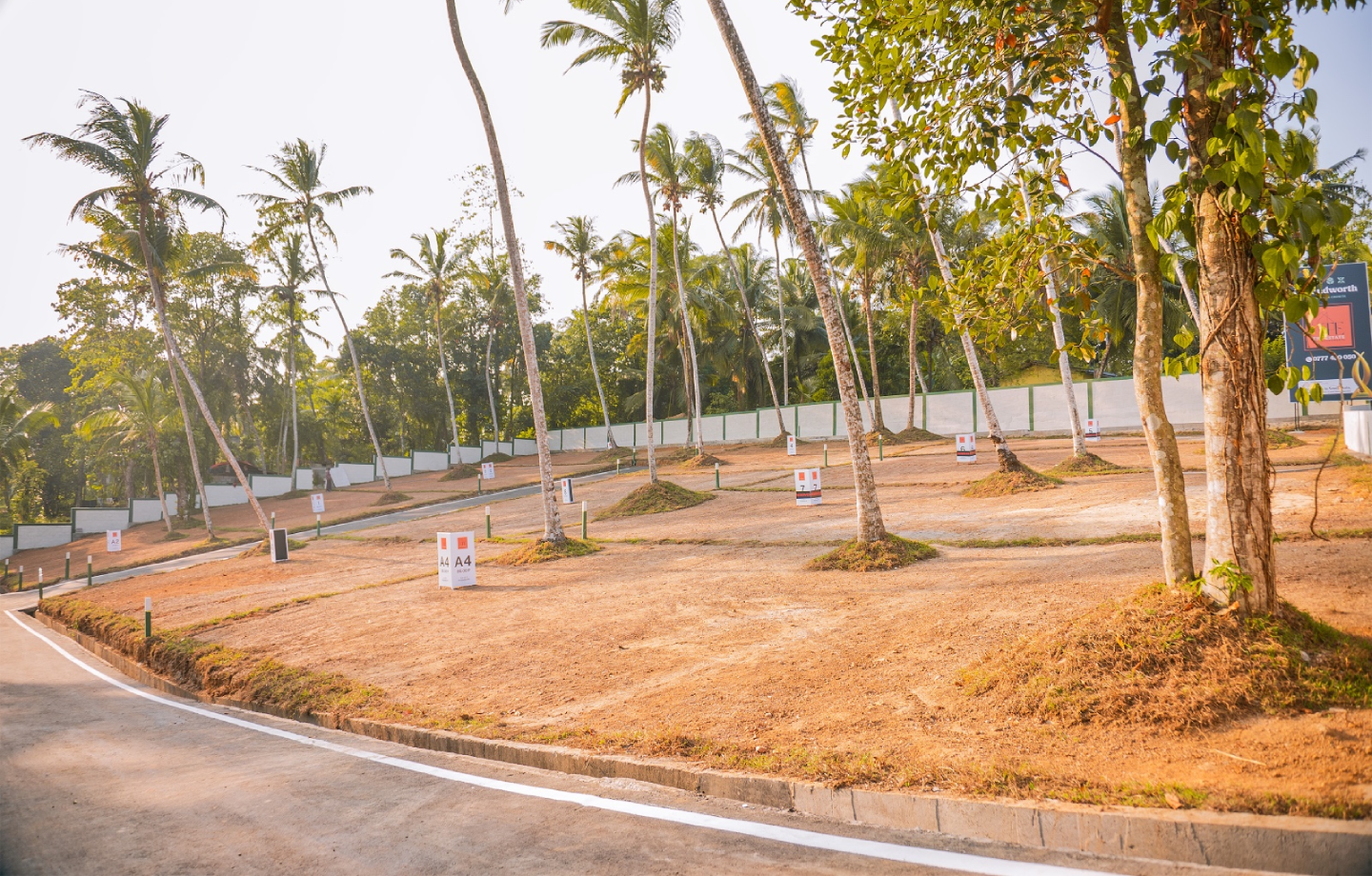 Wide view of palm trees arranged along a boundary wall